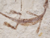RARE BABY FOSSIL MESOSAURUS EXTINCT MARINE REPTILE FROM THE EARLY PERMIAN OF SOUTH AMERICA  *M1