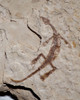 RARE BABY FOSSIL MESOSAURUS EXTINCT MARINE REPTILE FROM THE EARLY PERMIAN OF SOUTH AMERICA  *M1