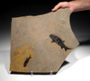 LARGE UNBROKEN NATURAL DOUBLE PARAMBLYPTERUS PERMIAN PRIMITIVE EARLY FISH FOSSIL FROM BEFORE THE DINOSAURS  *F147