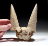 EXTREMELY RARE FOSSIL IBEX PARTIAL SKULL WITH HORN CORES COVERED IN CALCITE CAVE PEARLS  *LMX335