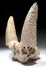 EXTREMELY RARE FOSSIL IBEX PARTIAL SKULL WITH HORN CORES COVERED IN CALCITE CAVE PEARLS  *LMX335