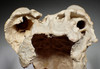 EXTREMELY RARE FOSSIL IBEX PARTIAL SKULL WITH HORN CORES COVERED IN CALCITE CAVE PEARLS  *LMX335