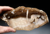 RARE WHITE FOSSIL AGATIZED CORAL GEODE "CAVE" WITH RARE CRYSTAL STRUCTURES  *COR102