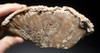 RARE WHITE FOSSIL AGATIZED CORAL GEODE "CAVE" WITH RARE CRYSTAL STRUCTURES  *COR102