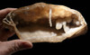 RARE WHITE FOSSIL AGATIZED CORAL GEODE "CAVE" WITH RARE CRYSTAL STRUCTURES  *COR102