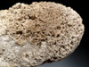 RARE WHITE FOSSIL AGATIZED CORAL GEODE "CAVE" WITH RARE CRYSTAL STRUCTURES  *COR102