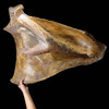 LM8-001 - WOOLY MAMMOTH VERY LARGE COMPLETE SCAPULA