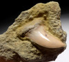FOSSIL HOOKED-TOOTH MAKO SHARK TOOTH ISURUS PLANUS IN MATRIX FROM SHARKTOOTH HILL CALIFORNIA  *STH009