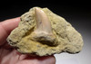 FOSSIL HOOKED-TOOTH MAKO SHARK TOOTH ISURUS PLANUS IN MATRIX FROM SHARKTOOTH HILL CALIFORNIA  *STH009