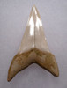 LARGE 2.25 INCH LOWER JAW ISURUS HASTALIS FOSSIL MAKO SHARK TOOTH FROM SHARKTOOTH HILL CALIFORNIA  *SHX129