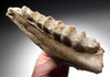 RARE ICE AGE ARDENNES FOREST PARTIAL WILD BOAR CAVE FOSSIL MANDIBLE WITH TEETH FROM A CAVE HYENA DEN IN BELGIUM   *LMX281