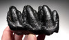 RARE UNERUPTED GOMPHOTHERE PREHISTORIC ELEPHANT MOLAR TOOTH WITH UNWORN CROWN *LMX186