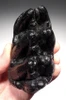 RARE UNERUPTED GOMPHOTHERE PREHISTORIC ELEPHANT MOLAR TOOTH WITH UNWORN CROWN *LMX186