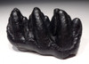 RARE UNERUPTED GOMPHOTHERE PREHISTORIC ELEPHANT MOLAR TOOTH WITH UNWORN CROWN *LMX186