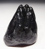 RARE UNERUPTED GOMPHOTHERE PREHISTORIC ELEPHANT MOLAR TOOTH WITH UNWORN CROWN *LMX186