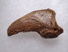 SUPREME FOSSIL CAVE BEAR URSUS SPELAEUS CLAW FROM THE FAMOUS DRACHENHOHLE DRAGONS CAVE IN AUSTRIA  *LM40X17