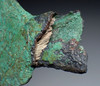 RARE ANCIENT WOOD STILL ATTACHED - LAC VIET BRONZE WAR AXE FROM THE SOUTHEAST ASIA DONG SON CULTURE  *SEA46