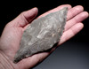 UNUSUAL LARGE PRESTIGE CAPSIAN NEOLITHIC FLAKED PLUM FLINT LEAF BLADE FROM THE SAHARA  *CAP457