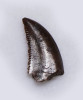 RARE BAMBIRAPTOR FOSSIL DROMAEOSAUR DINOSAUR TOOTH  *DTX65