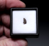 RARE BAMBIRAPTOR FOSSIL DROMAEOSAUR DINOSAUR TOOTH  *DTX65