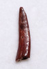 FINE QUALITY FOSSIL PTEROSAUR TOOTH FROM A FLYING PREHISTORIC PTERODACTYL  *DTX66