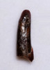 FINE QUALITY FOSSIL PTEROSAUR TOOTH FROM A FLYING PREHISTORIC PTERODACTYL  *DTX63