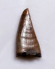 UNBROKEN JUVENILE DASPLETOSAURUS PREMAX FOSSIL DINOSAUR TOOTH FROM A TYRANNOSAUR OF THE JUDITH RIVER FORMATION  *DTX67