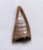 UNBROKEN JUVENILE DASPLETOSAURUS PREMAX FOSSIL DINOSAUR TOOTH FROM A TYRANNOSAUR OF THE JUDITH RIVER FORMATION  *DTX67
