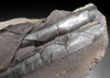 LARGE CALAMITES HORSETAIL CARBONIFEROUS PLANT FOSSIL IN SUPERB PRESERVATION  *PL079