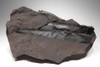 LARGE CALAMITES HORSETAIL CARBONIFEROUS PLANT FOSSIL IN SUPERB PRESERVATION  *PL079