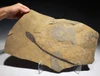 MUSEUM-CLASS PERMIAN WALCHIA PLANT FOSSIL MALE POLLEN CONE FROM BEFORE THE DINOSAURS  *PLP1