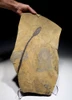 MUSEUM-CLASS PERMIAN WALCHIA PLANT FOSSIL MALE POLLEN CONE FROM BEFORE THE DINOSAURS  *PLP1