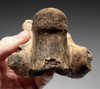 CROC018 - EXTREMELY RARE PAIR OF FOSSIL CROCODILE VERTEBRAE AND ARMOR FROM JAVA MAN DEPOSITS