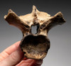 CROC018 - EXTREMELY RARE PAIR OF FOSSIL CROCODILE VERTEBRAE AND ARMOR FROM JAVA MAN DEPOSITS