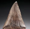 SUPERB LARGE MOTTLED BRONZE COLLECTOR GRADE 2.45 INCH ISURUS HASTALIS BROAD TOOTH MAKO  GEORGIA FOSSIL SHARK TOOTH WITH CHATOYANT ENAMEL  *SHX146
