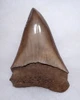 SUPERB LARGE MOTTLED BRONZE COLLECTOR GRADE 2.45 INCH ISURUS HASTALIS BROAD TOOTH MAKO  GEORGIA FOSSIL SHARK TOOTH WITH CHATOYANT ENAMEL  *SHX146