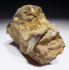 EXTINCT HASTALIS MAKO FOSSIL SHARK TEETH  IN LARGE SHARKTOOTH HILL CALIFORNIA SANDSTONE   *STH003