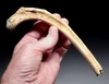 PARTIAL BELGIAN CAVE BEAR FOSSIL RIB BONE FROM THE ARDENNES FOREST OF BELGIUM  *LMX344
