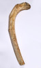 PARTIAL BELGIAN CAVE BEAR FOSSIL RIB BONE FROM THE ARDENNES FOREST OF BELGIUM  *LMX344