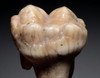 ARDENNES FOREST BELGIUM CAVE BEAR FOSSIL MOLAR TOOTH FROM RARE LOCATION  *LMX338