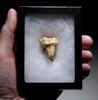 ARDENNES FOREST BELGIUM CAVE BEAR FOSSIL MOLAR TOOTH FROM RARE LOCATION  *LMX338