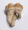 ARDENNES FOREST BELGIUM CAVE BEAR FOSSIL MOLAR TOOTH FROM RARE LOCATION  *LMX338