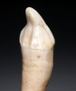 FINEST LARGE BELGIAN FOSSIL CAVE BEAR I3 INCISOR TOOTH WITH ROOT FROM AN ARDENNES FOREST BELGIUM CAVE  *LMX340