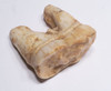 BELGIAN FOSSIL CAVE BEAR MOLAR TOOTH WITH ROOT FROM AN ARDENNES FOREST BELGIUM CAVE  *LMX342