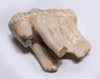 RARE LARGE BELGIAN FOSSIL CAVE BEAR PRIMARY M2 UPPER TOOTH WITH ROOT FROM AN ARDENNES FOREST BELGIUM CAVE  *LMX343