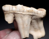 RARE LARGE BELGIAN FOSSIL CAVE BEAR PRIMARY M2 UPPER TOOTH WITH ROOT FROM AN ARDENNES FOREST BELGIUM CAVE  *LMX343