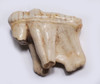 RARE LARGE BELGIAN FOSSIL CAVE BEAR PRIMARY M2 UPPER TOOTH WITH ROOT FROM AN ARDENNES FOREST BELGIUM CAVE  *LMX343