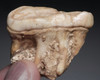 RARE LARGE BELGIAN FOSSIL CAVE BEAR PRIMARY M2 UPPER TOOTH WITH ROOT AND BONE FROM AN ARDENNES FOREST BELGIUM CAVE  *LMX341