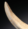 BEST AND LAST OF THE COLLECTION - ARDENNES FOREST BELGIUM  ICE AGE WILD BOAR FOSSIL STABBING TUSK FROM A CAVE HYENA DEN  *LMX337