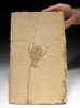 MUSEUM QUALITY FOSSIL JURASSIC LOBSTER CRUSTACEAN ERYON FROM SOLNHOFEN *CRUS037